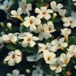 Bacopa Monnieri  