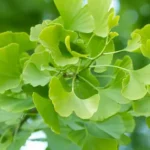 Ginkgo Biloba.