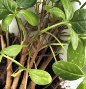 Licorice-root