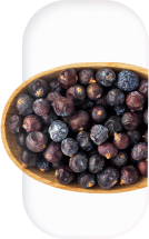 juniper