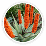 Cape Aloe
