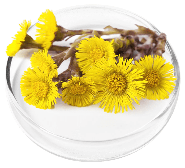 Coltsfoot Extract