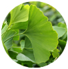 Ginkgobiloba