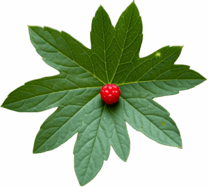 Goldenseal