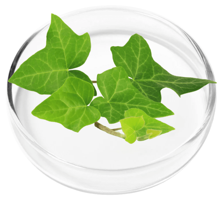 Ivy Extract