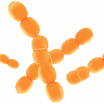 Lactobacillus Paracasei 1