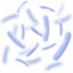 Lactobacillus Reuteri 2