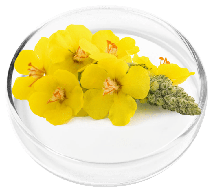Mullein Extract