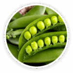 Pea Starch
