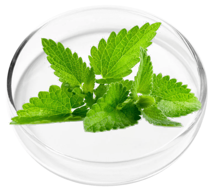 Peppermint Essential Oil