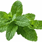 Peppermint Extract 1