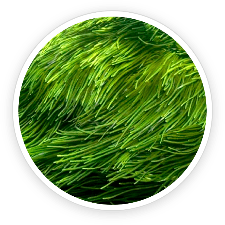 Spirulina